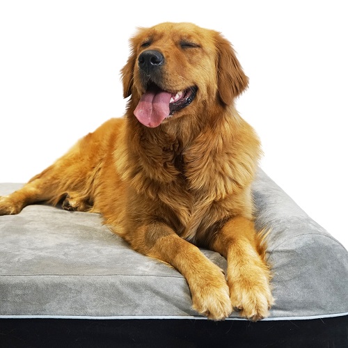 Large Memory Foam Dog Beds Laifug M1143 Really Cozy Dog Beds